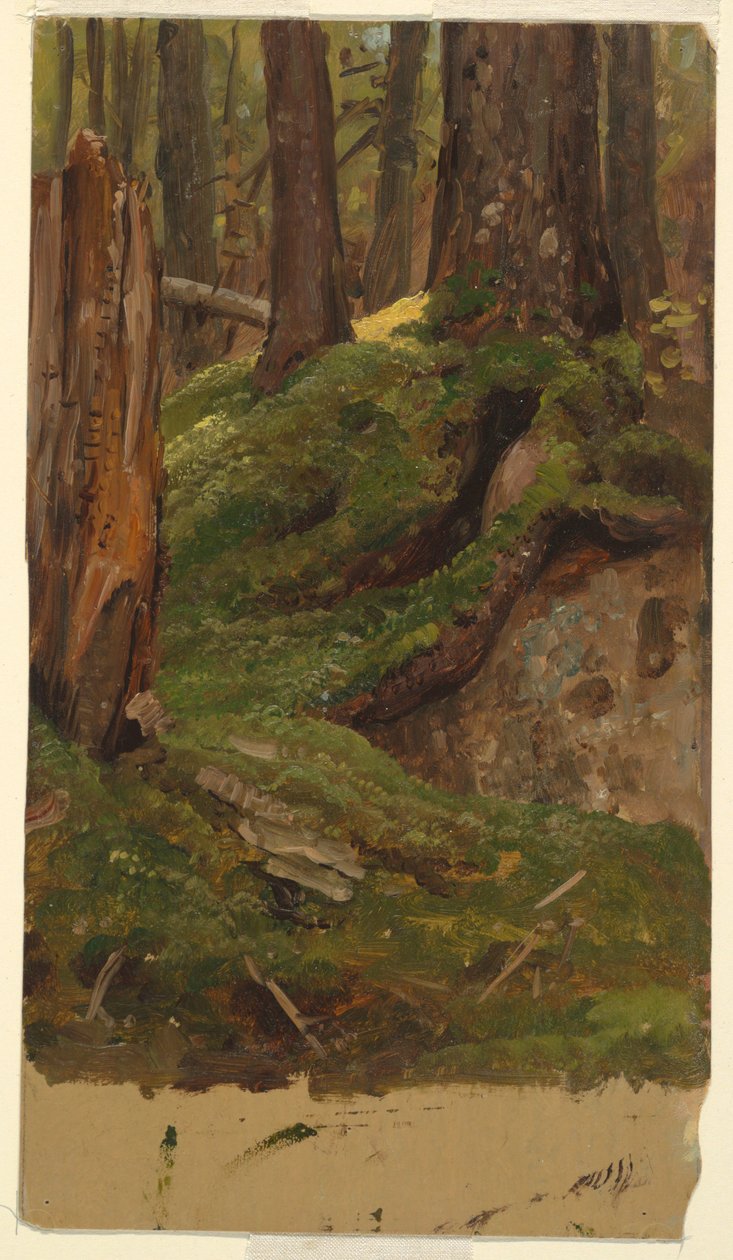 Disegno, boschi del Maine, 1855-65 da Frederic Edwin Church