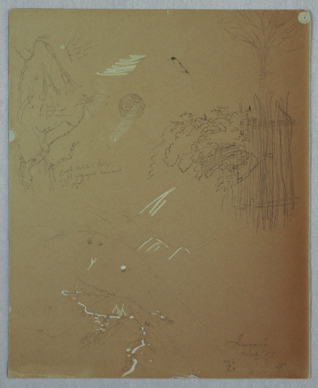 Disegno, Studi naturalistici, Blue Mountains, Giamaica, luglio 1865 da Frederic Edwin Church