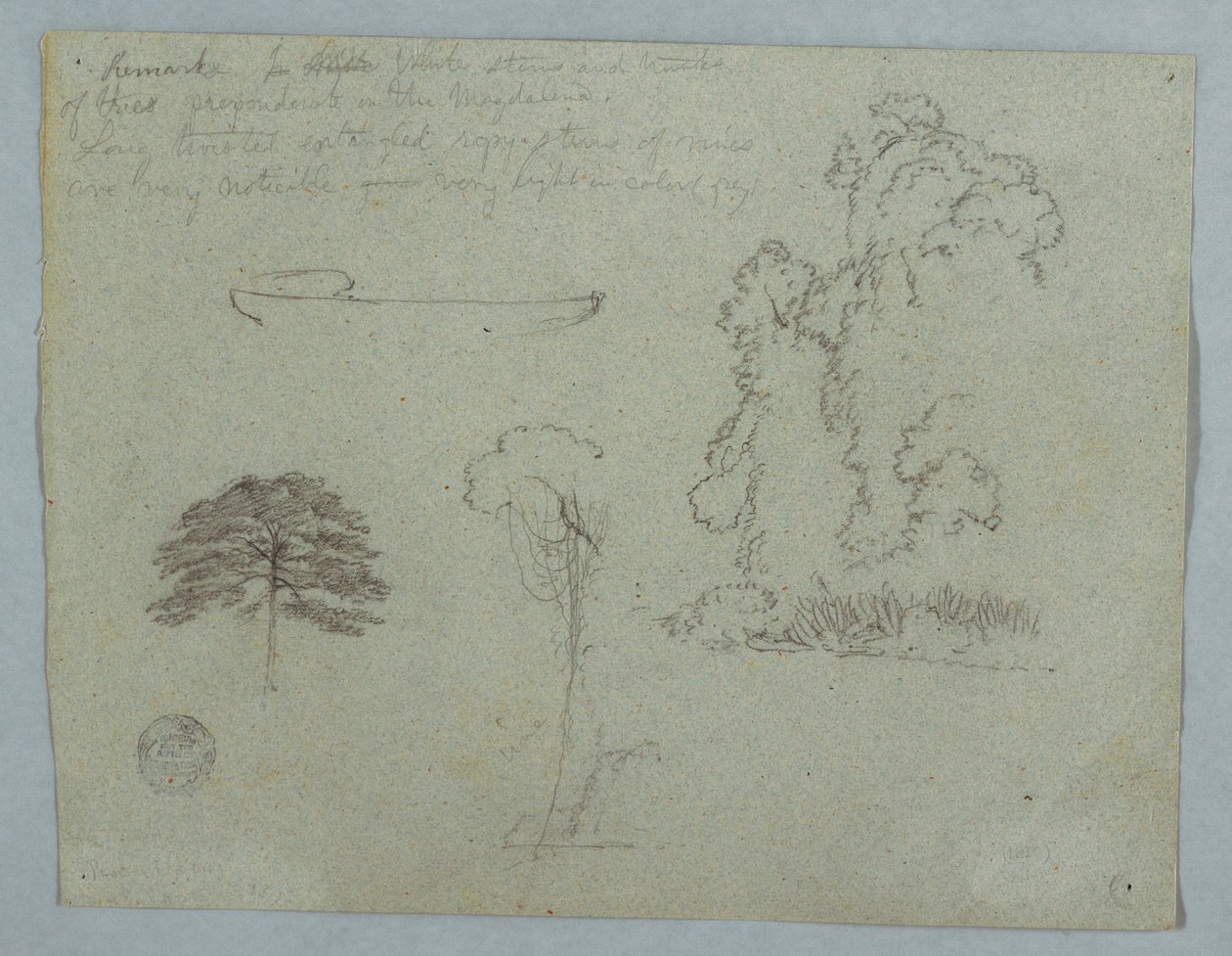 Disegno, Studi naturalistici dal Rio Magdalena, Colombia:  Alberi, viti e una canoa, maggio 1853 da Frederic Edwin Church