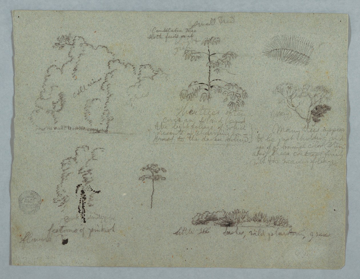 Disegno, Studi naturalistici tra cui un albero candelabro con un bradipo, Rio Magdalena, Colombia, maggio 1853 da Frederic Edwin Church