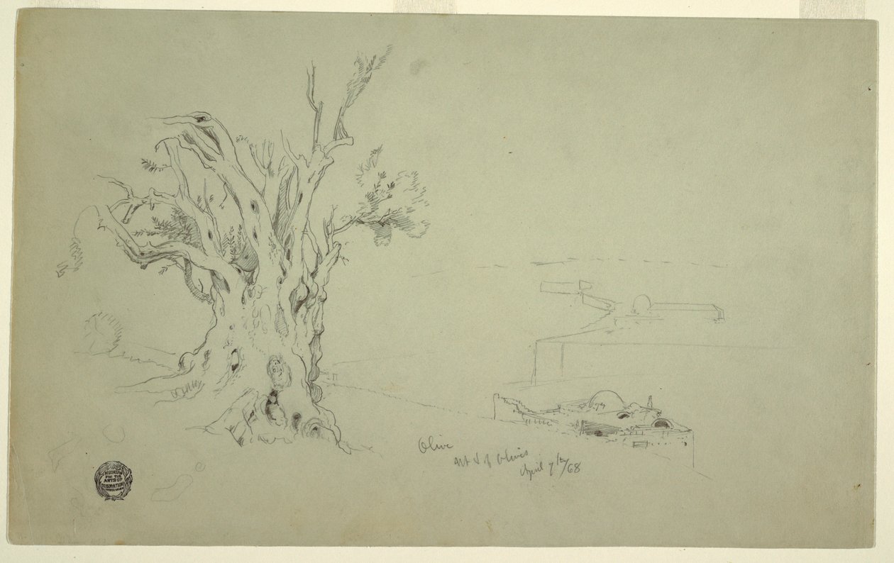 Disegno, Albero di ulivo, Monte degli Ulivi, aprile 1868 da Frederic Edwin Church