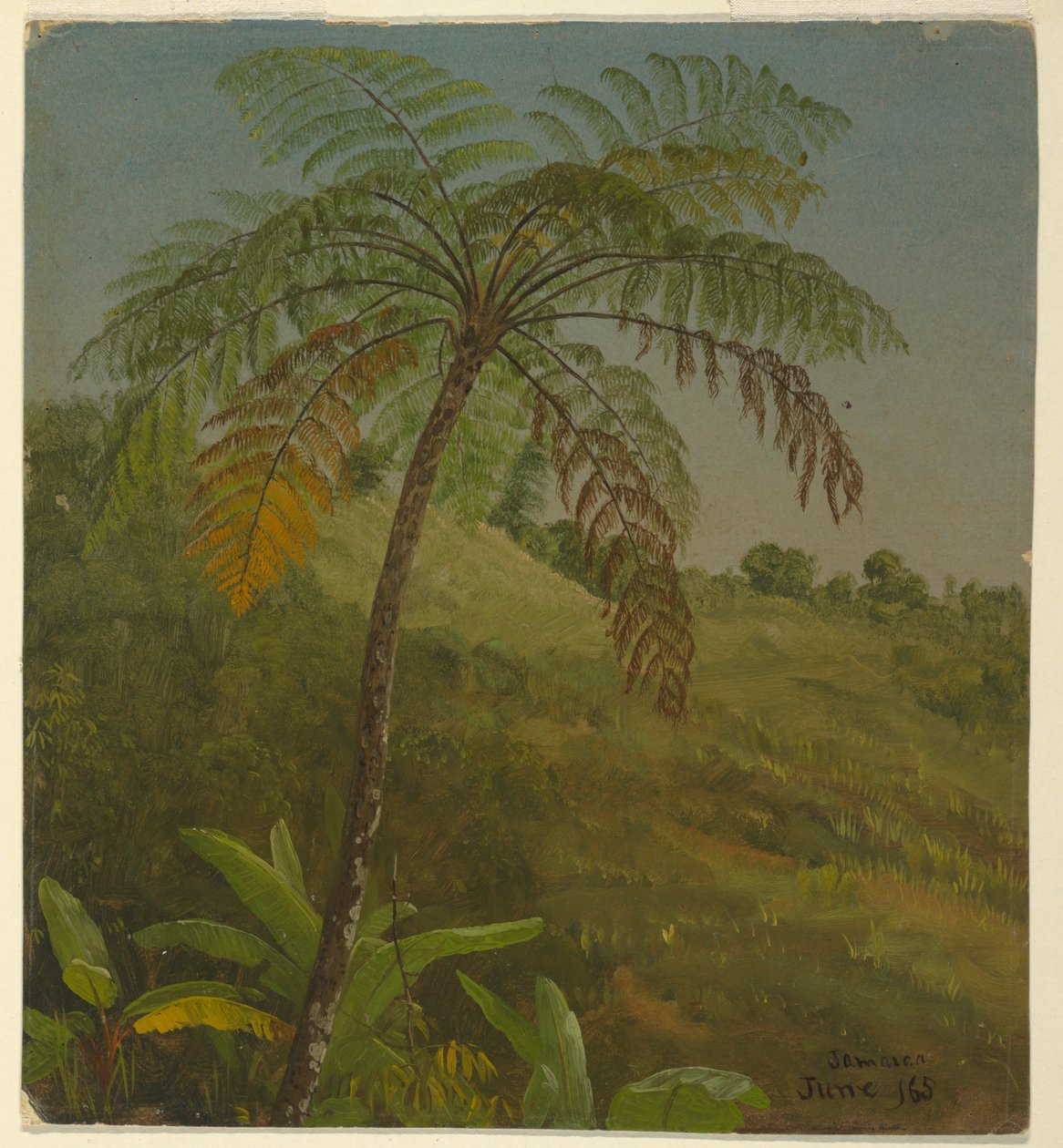 Disegno, Palma, Giamaica, giugno 1865 da Frederic Edwin Church