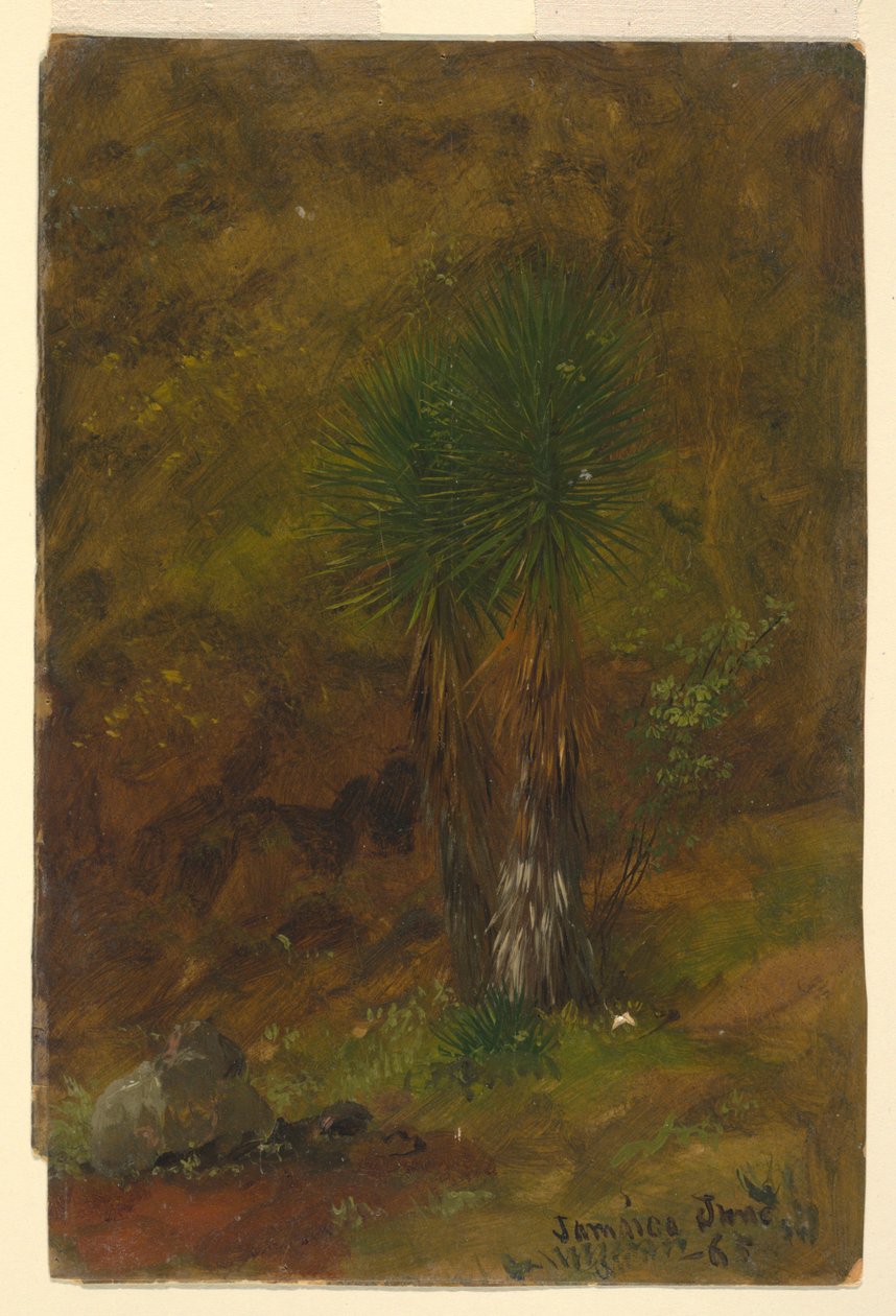 Disegno, Palme, luglio 1865 da Frederic Edwin Church