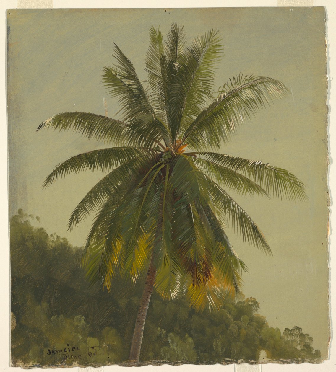 Disegno, Palme, Indie occidentali, giugno 1865, 1865 da Frederic Edwin Church