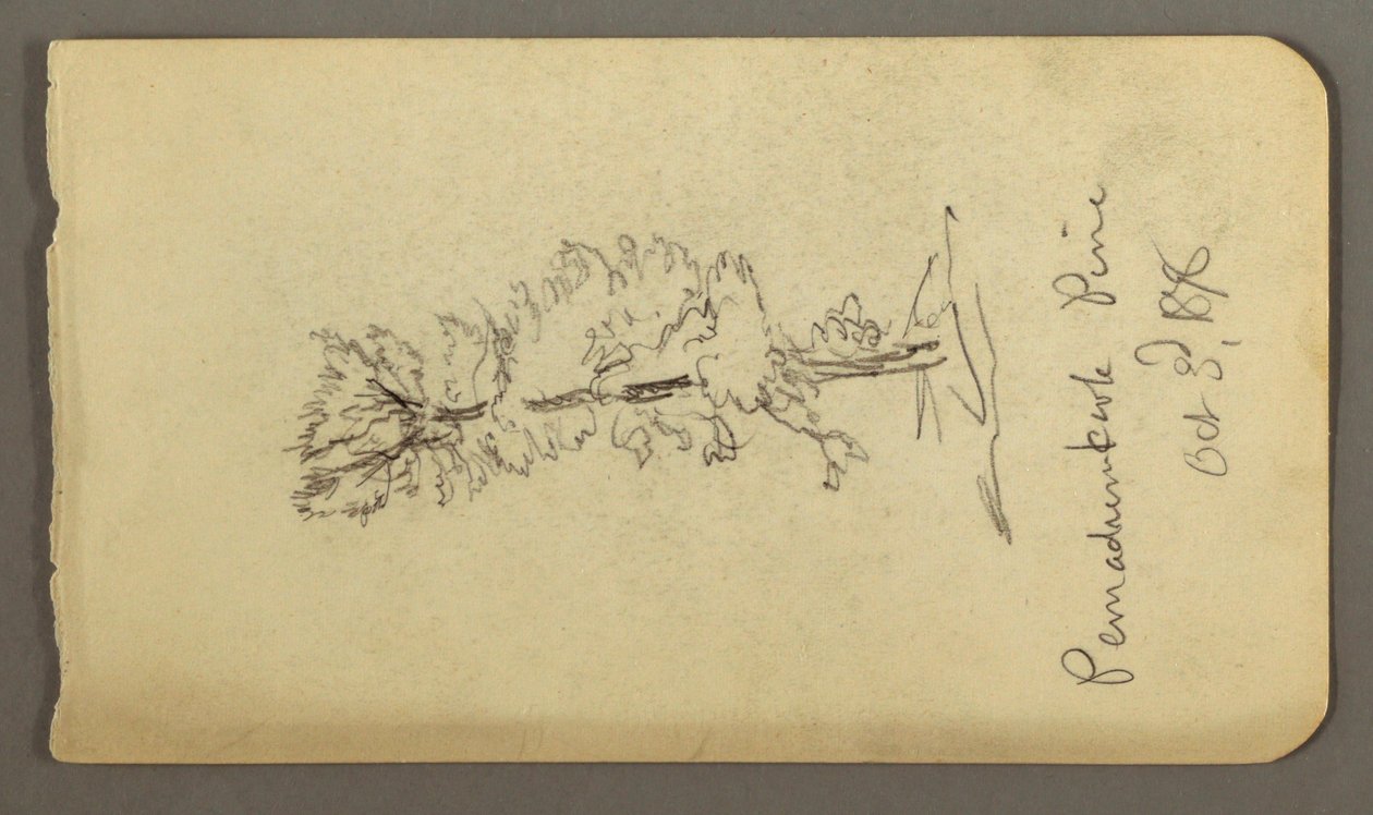 Disegno, Albero di pino, 1878 da Frederic Edwin Church