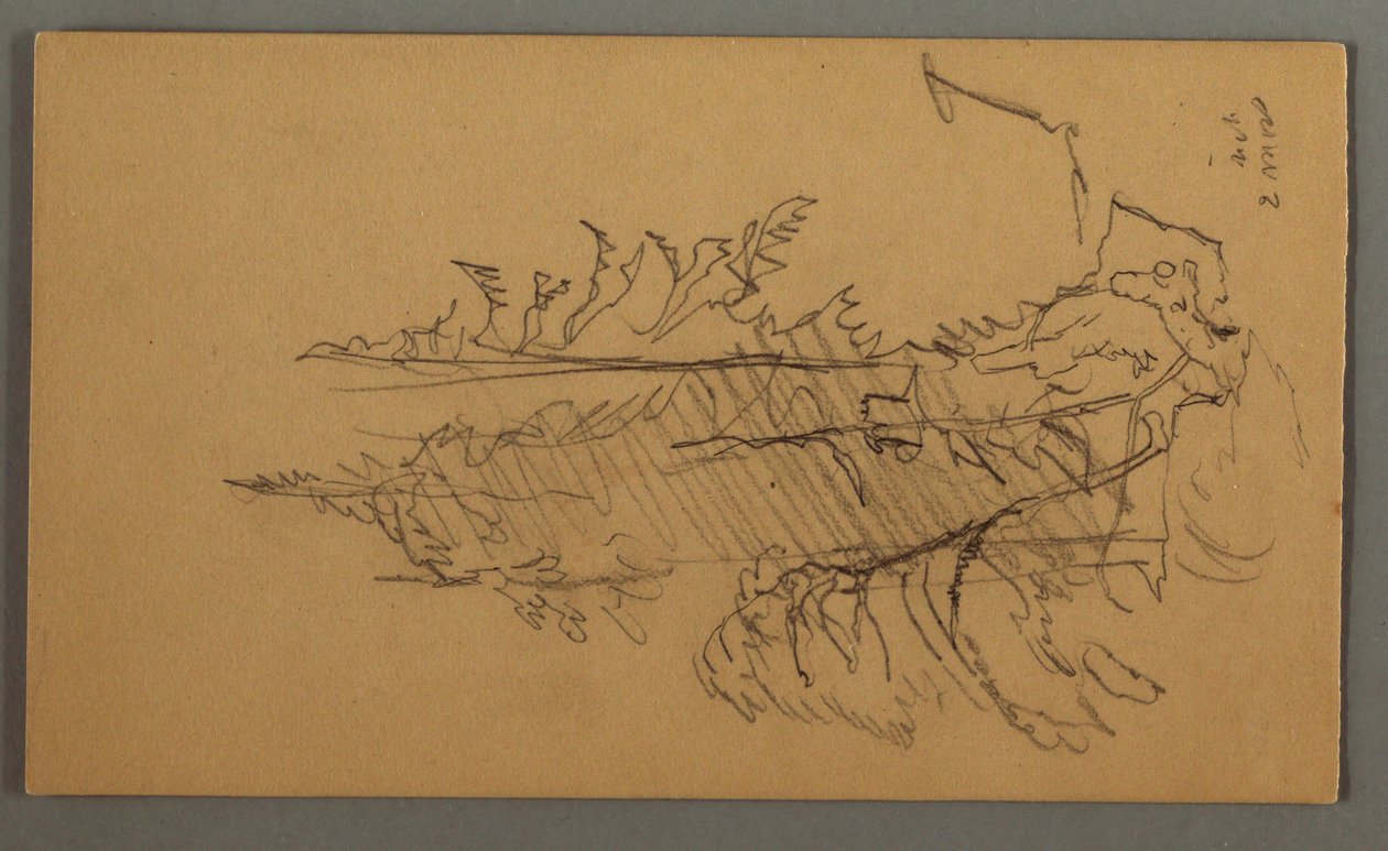 Disegno, Alberi di pino, forse 1868 da Frederic Edwin Church
