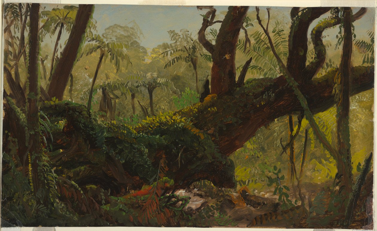 Disegno, Foresta pluviale, Giamaica, Indie Occidentali, aprile-agosto 1865 da Frederic Edwin Church