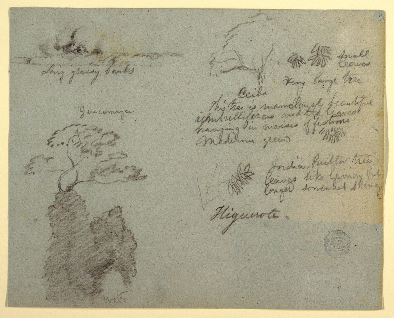 Disegno, sponda del fiume e schizzi botanici da Higuerote, Ecuador, maggio 1853  da Frederic Edwin Church