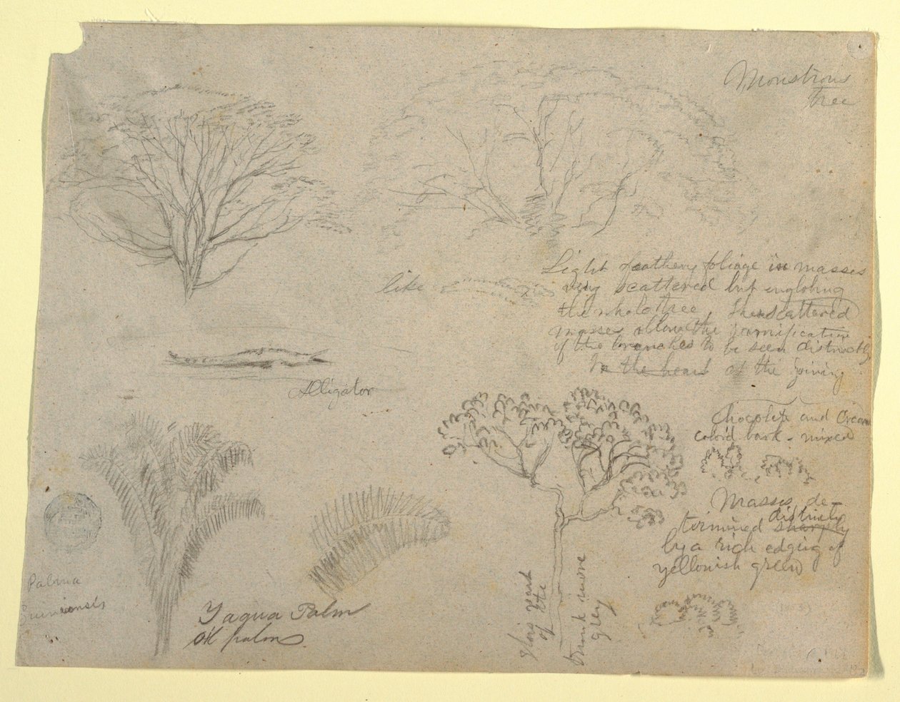 Disegno, serie di studi botanici tra cui un alligatore e un albero mostruoso, visti dal Rio Magdalena, Colombia, 1853 da Frederic Edwin Church