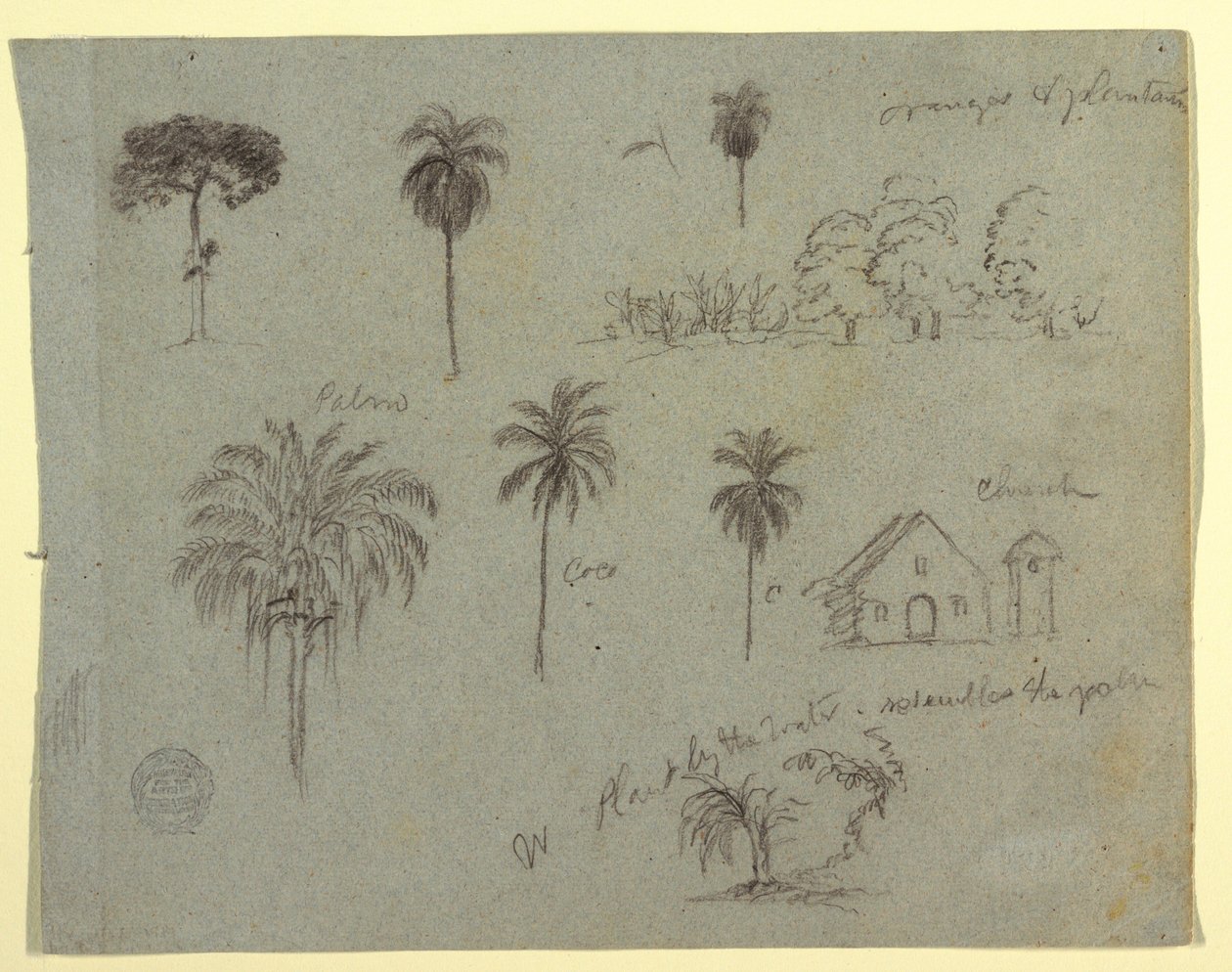 Disegno, Schizzi dal Rio Magdalene, Colombia:  Studi botanici e una chiesa, maggio 1853 da Frederic Edwin Church