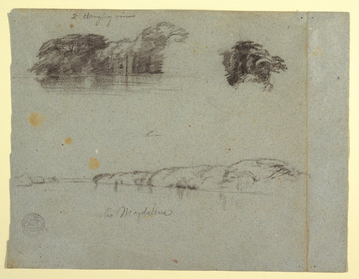 Disegno, Schizzi di alberi, viti e una riva del Rio Magdalena, Colombia, 1853, probabilmente maggio. da Frederic Edwin Church