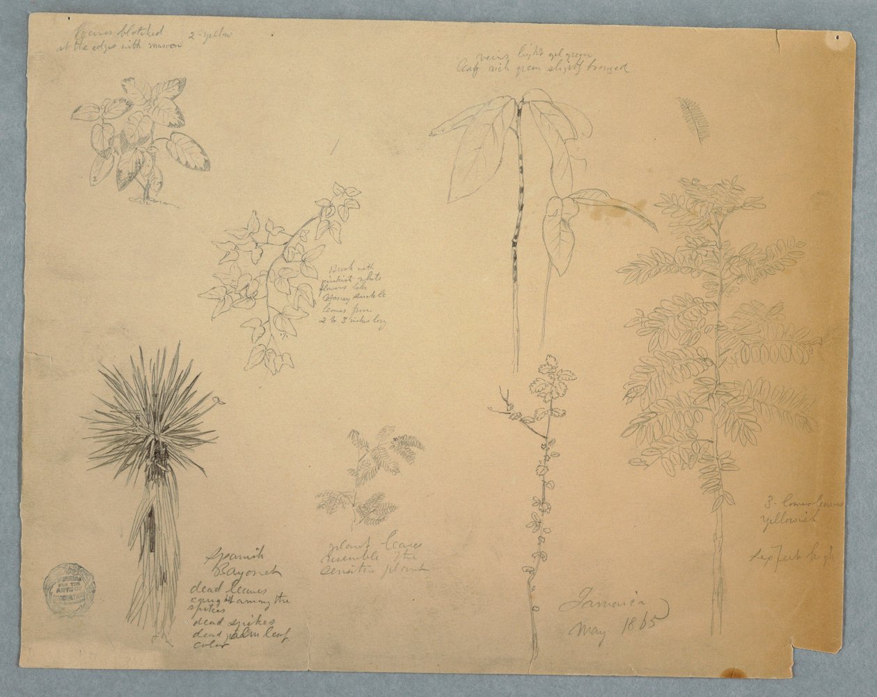 Disegno, Baionetta spagnola con albero e altri cinque studi di piante, Giamaica, maggio 1865 da Frederic Edwin Church