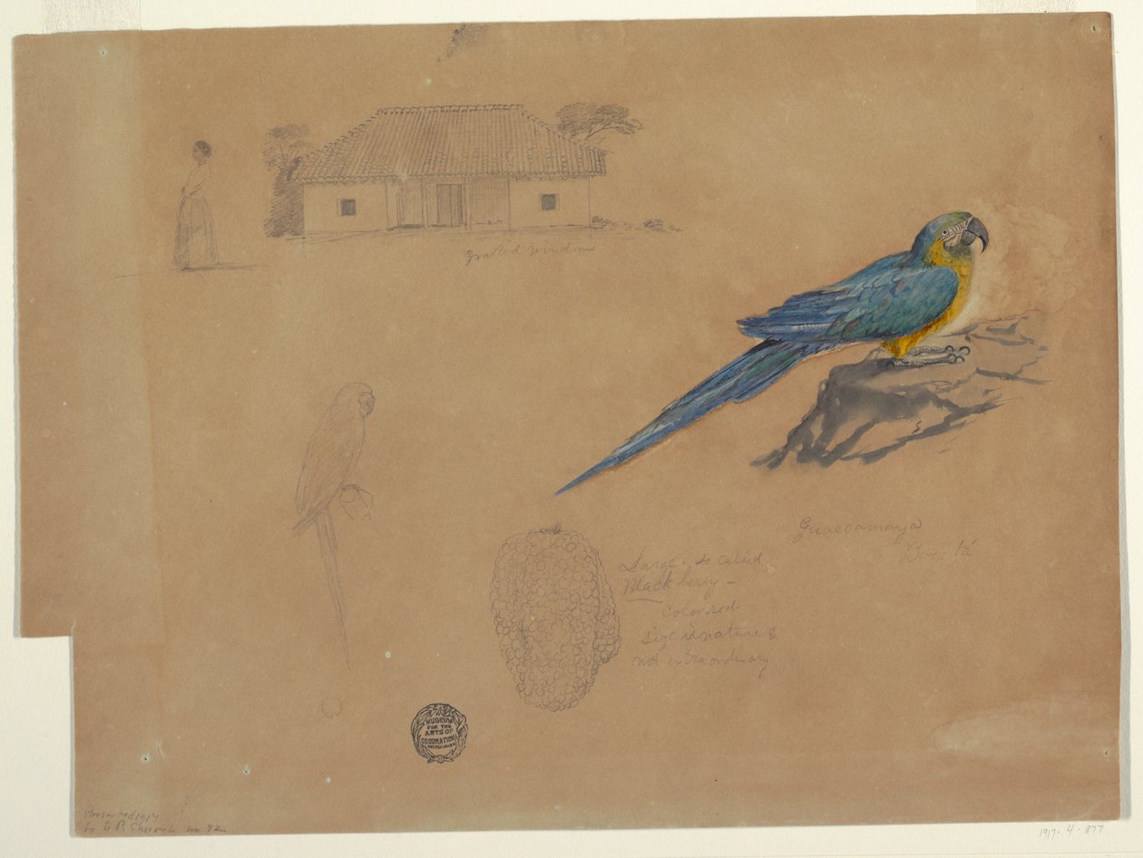 Disegno, Studi da Guaccamaya, Bogotà, Colombia, giugno-luglio 1853 da Frederic Edwin Church