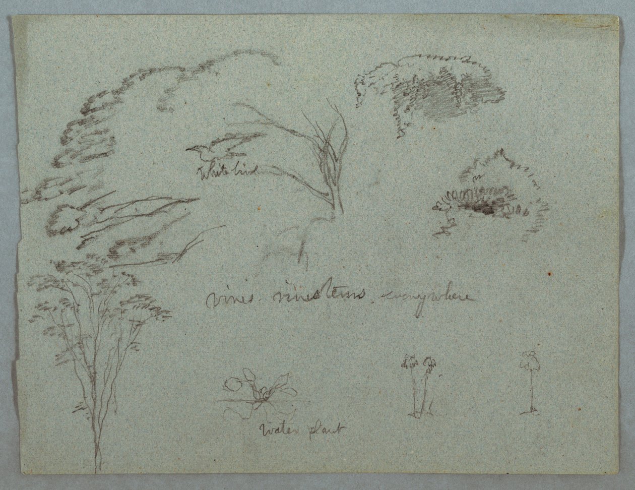 Disegno, Studi dal Rio Magdalena, Colombia:  Cime di alberi, uccello bianco volante, viti e tre piante in fiore, 1853, probabilmente maggio da Frederic Edwin Church