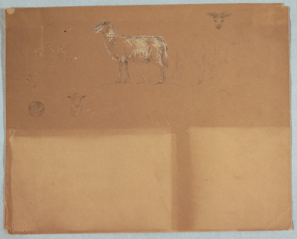 Disegno, Studi di pecore, Ecuador o Colombia, 1853 da Frederic Edwin Church