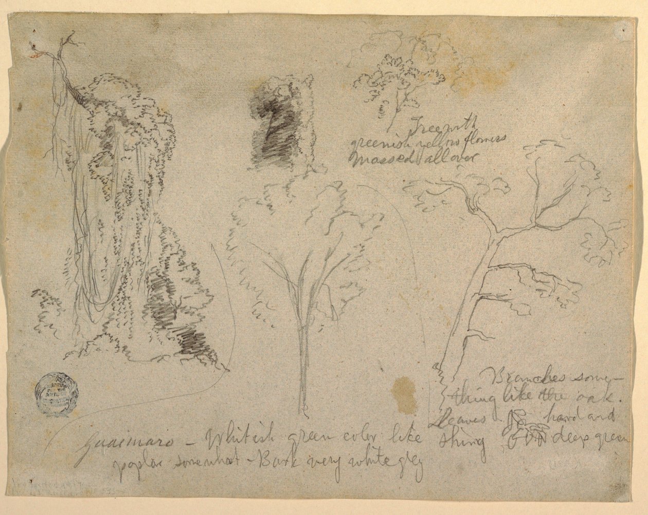 Disegno, Studi di alberi e piante visti dal Rio Magdalena, Colombia, 1853 da Frederic Edwin Church