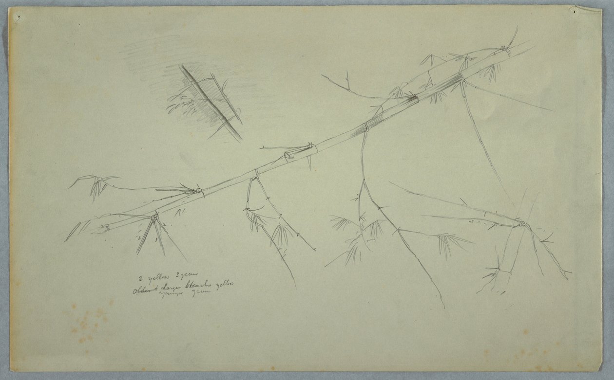 Disegno, Studio di bambù, Giamaica, maggio-agosto 1865 da Frederic Edwin Church