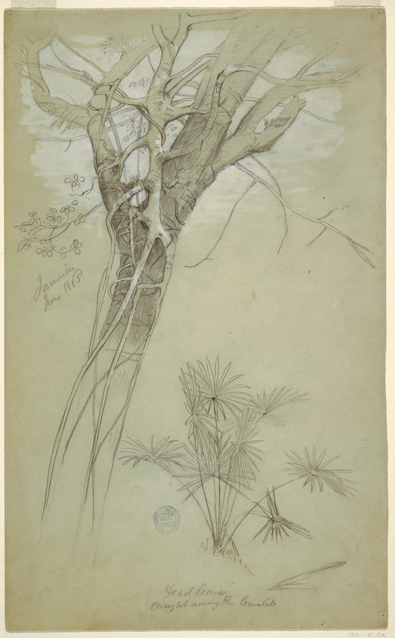 Disegno, Studio di tronco d