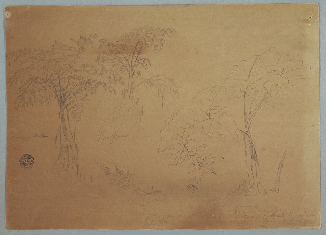 Disegno, Studio di due alberi e tre piante, vicino a Jorje, Ecuador, 23 luglio 1857 da Frederic Edwin Church