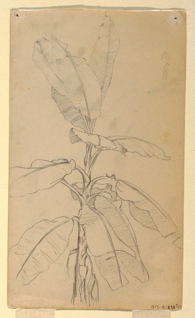 Disegno, Studio di una pianta a foglia lunga, maggio e giugno 1857 da Frederic Edwin Church