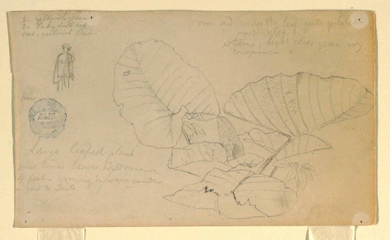 Disegno, Studio di un uomo; Studio di, forse giugno 1857 da Frederic Edwin Church