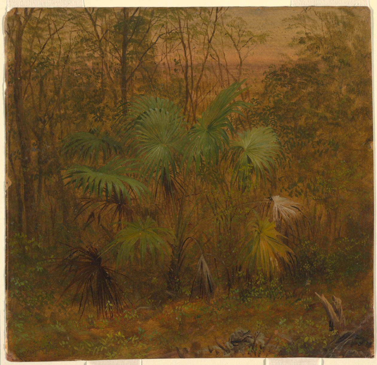 Disegno, Palma di paglia, Giamaica, maggio 1865 da Frederic Edwin Church