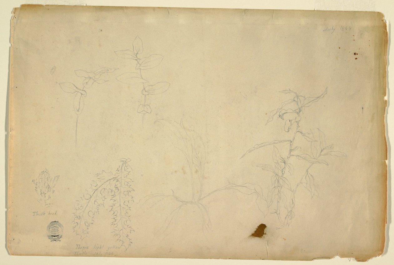 Disegno, Spine e Cardi, luglio 1844 da Frederic Edwin Church