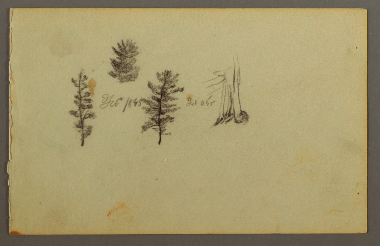 Disegno, Tre sempreverdi, 1845 da Frederic Edwin Church