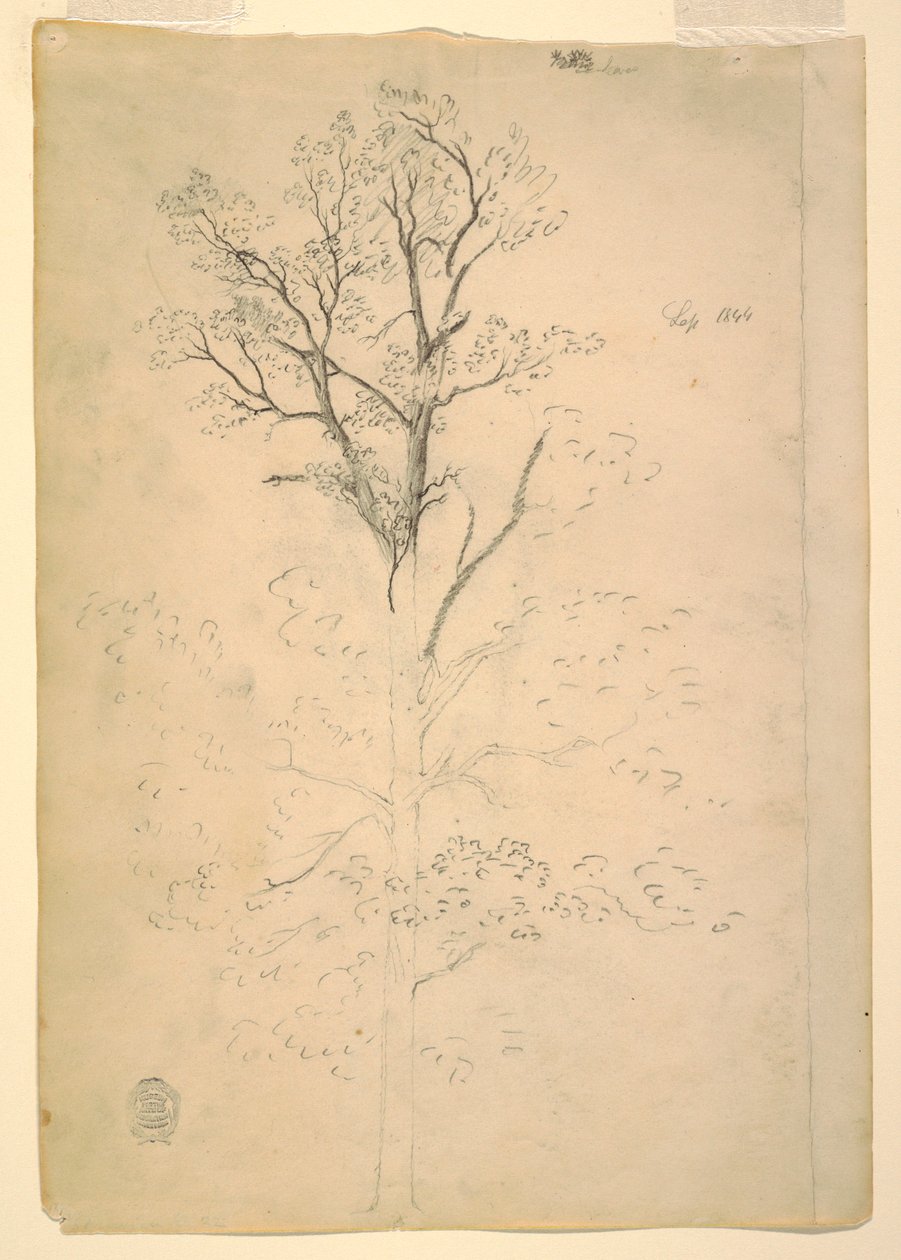 Disegno, Albero, settembre 1844 da Frederic Edwin Church
