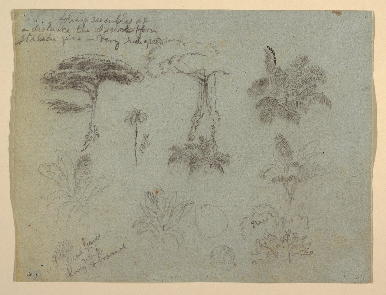Disegno, Studi di alberi visti dal Rio Magadalena, Colombia, 1853 da Frederic Edwin Church