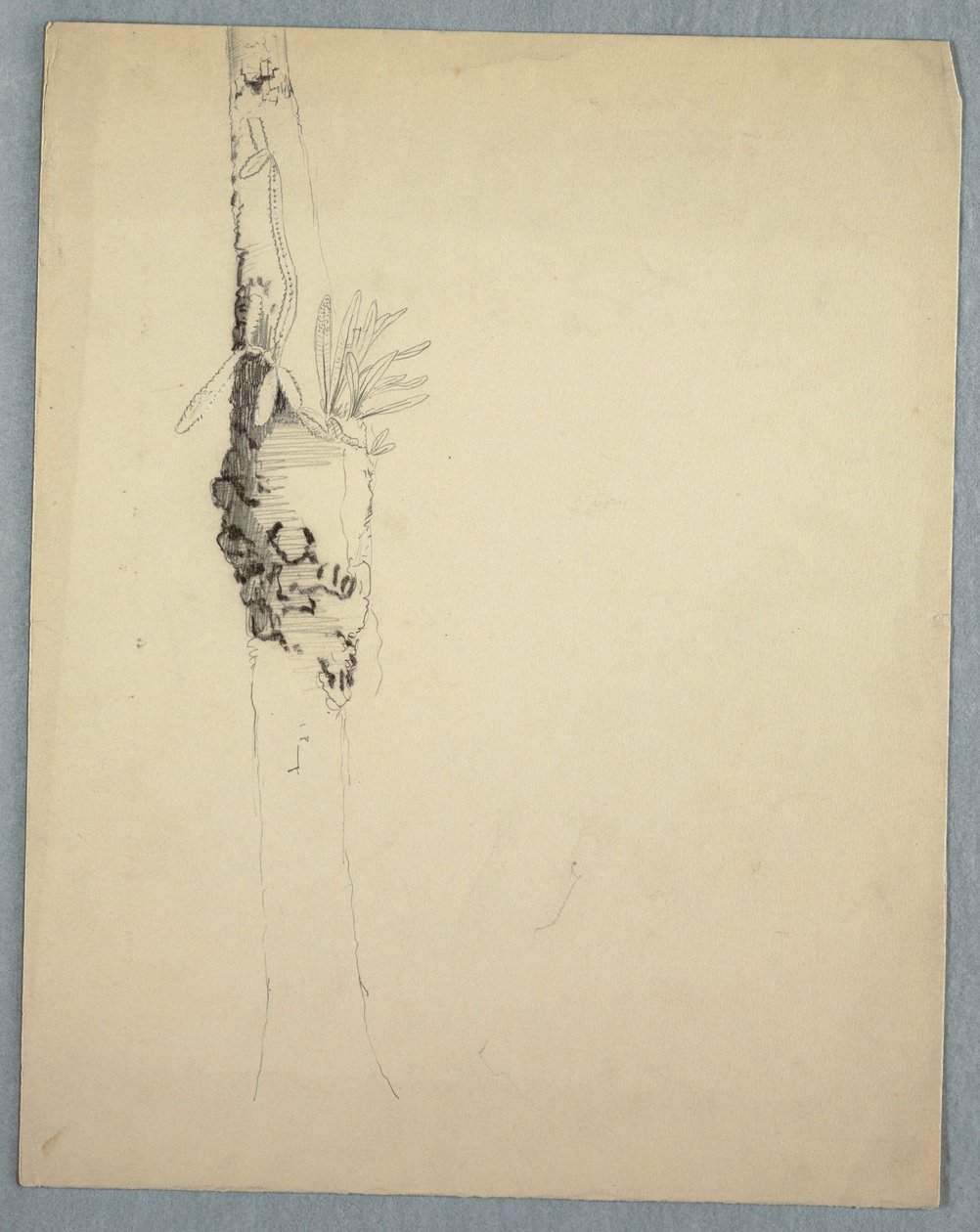 Disegno, tronco d