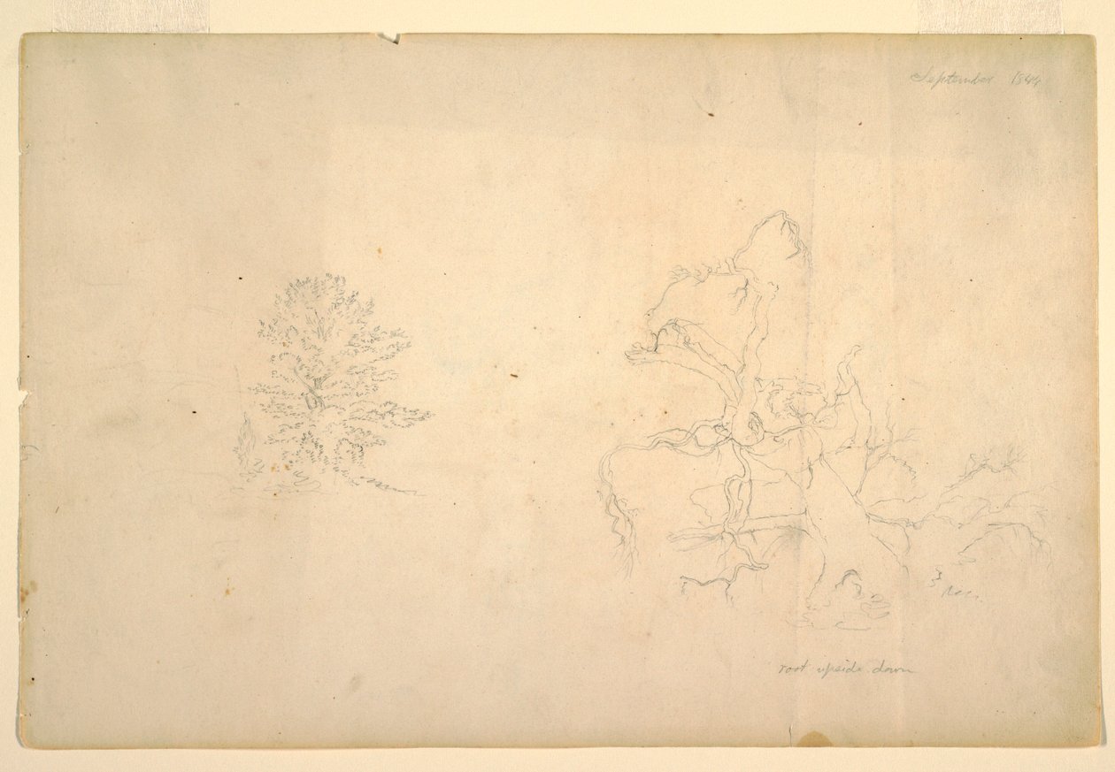Disegno, Albero e tronco morto, settembre 1844 da Frederic Edwin Church