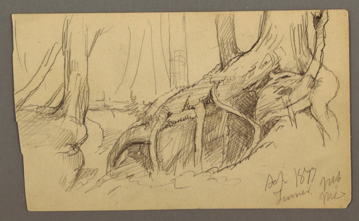 Disegno, radici di un albero che crescono su un masso (Monte Turner), 1877 da Frederic Edwin Church