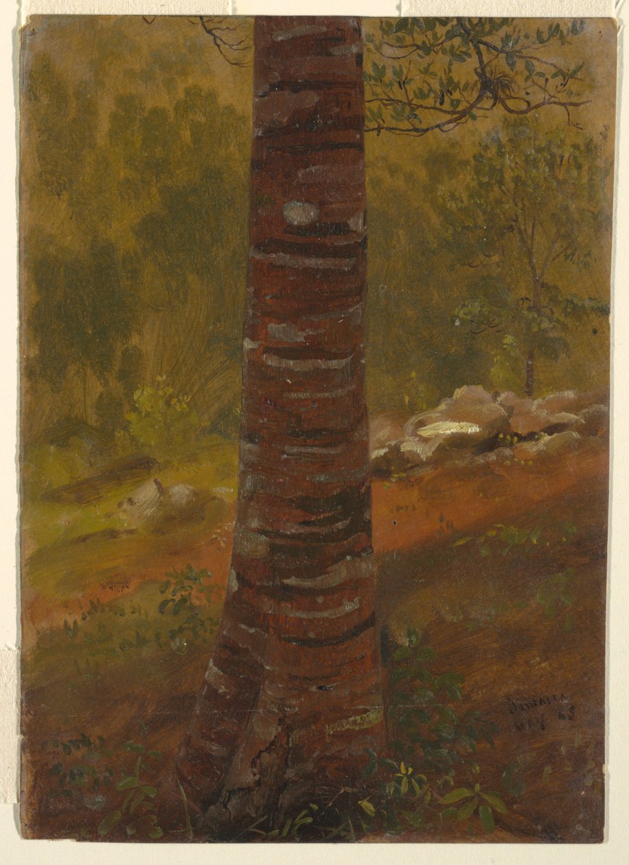 Disegno, Tronco d