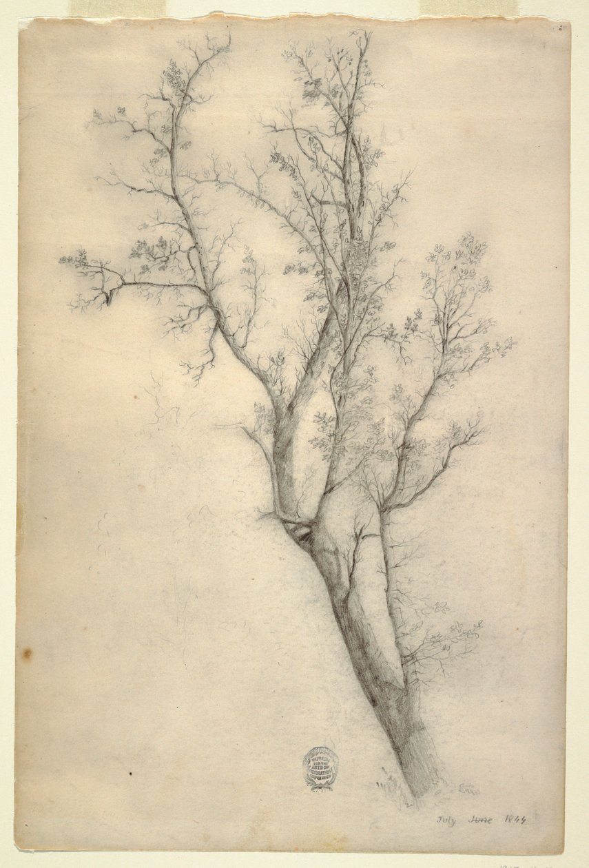 Disegno, Albero con molti rami, luglio 1844 da Frederic Edwin Church