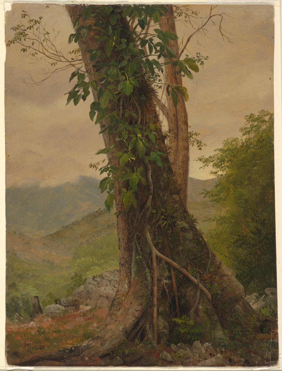 Disegno, Albero con viti, Giamaica, Indie Occidentali, maggio 1865 da Frederic Edwin Church