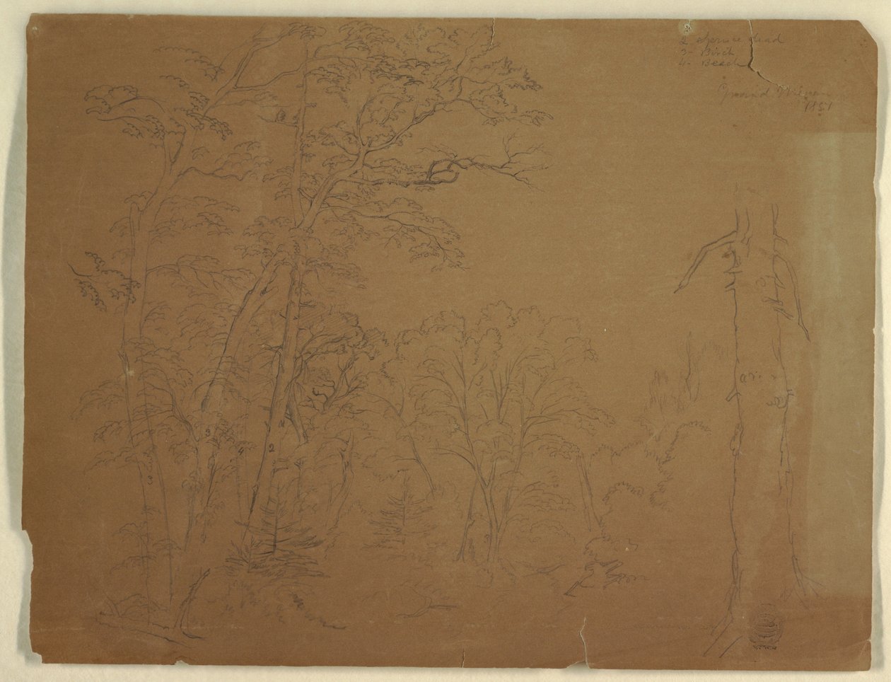 Disegno, Alberi, Isola di Grand Manan, Canada, 1851 da Frederic Edwin Church