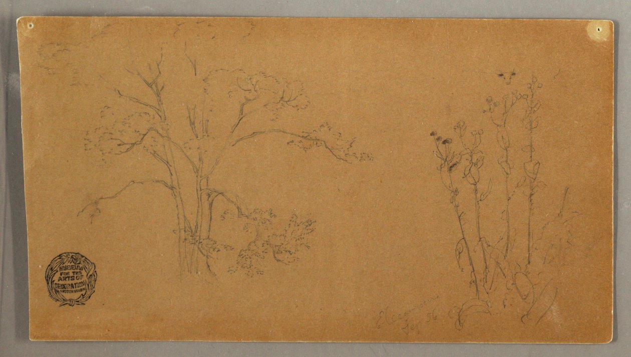 Disegno, Alberi e piante, Elecampene, settembre 1856 da Frederic Edwin Church
