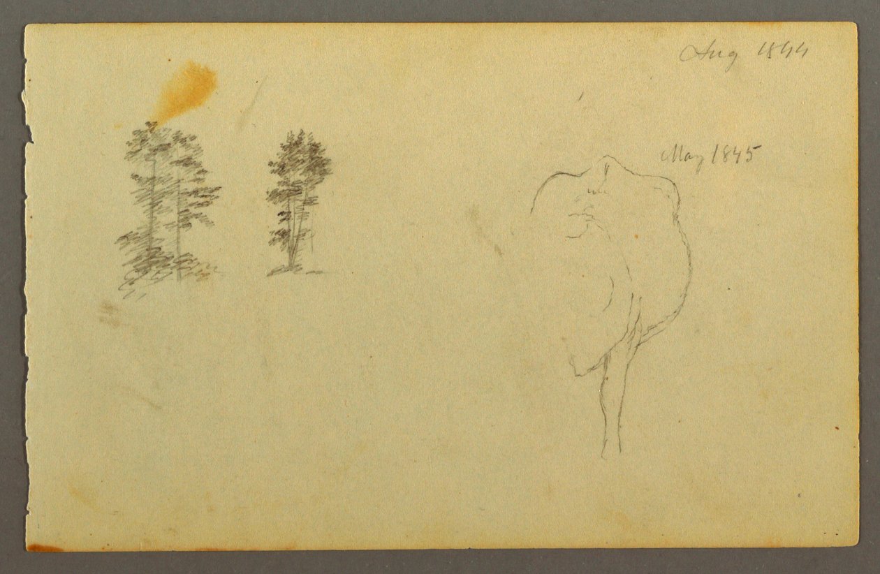 Disegno, Alberi, mucca, 1844 da Frederic Edwin Church