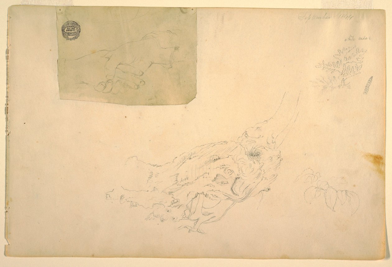 Disegno, Due mani che si stringono, radici d
