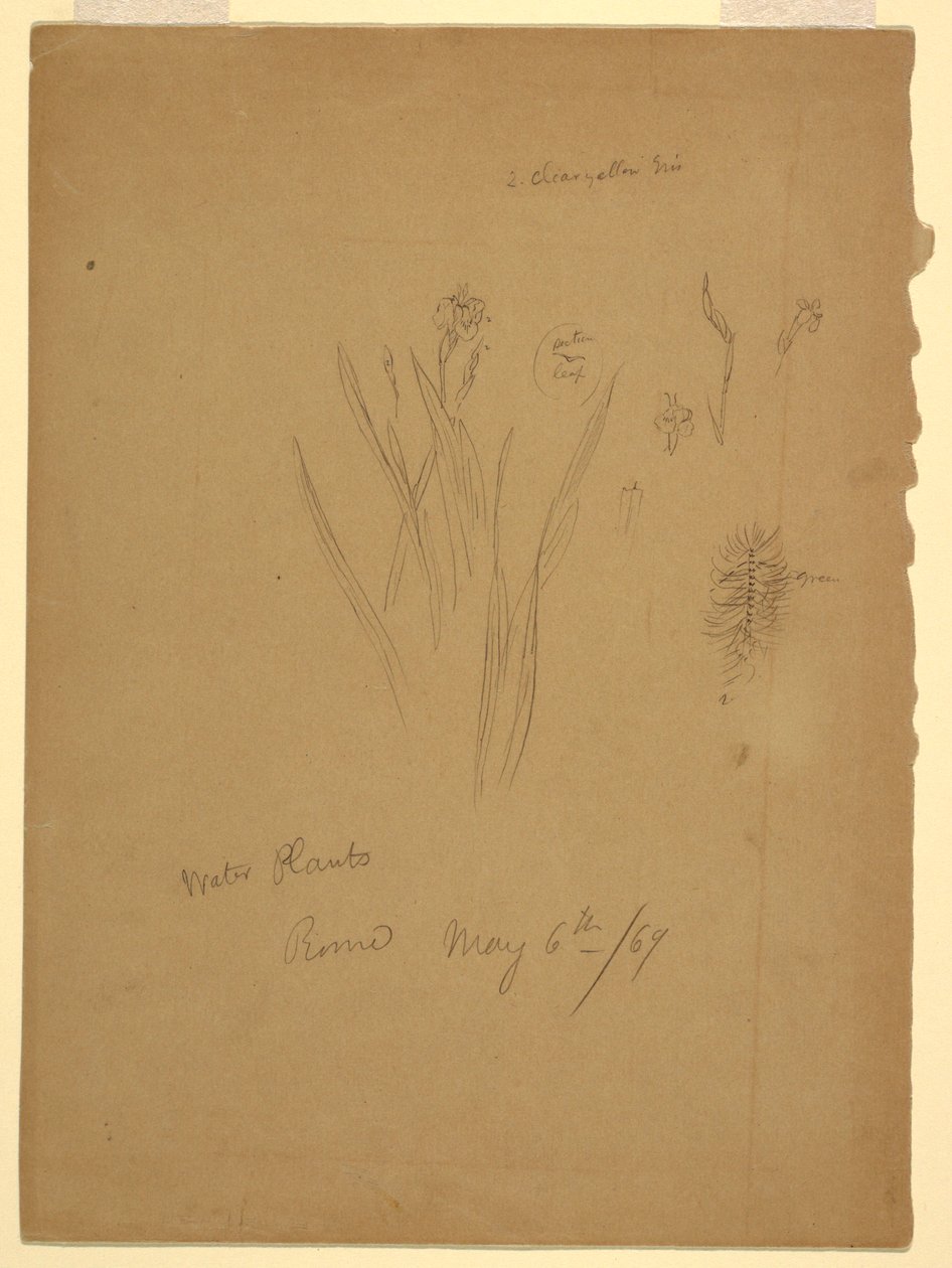 Disegno, Piante acquatiche, Roma Italia da Frederic Edwin Church