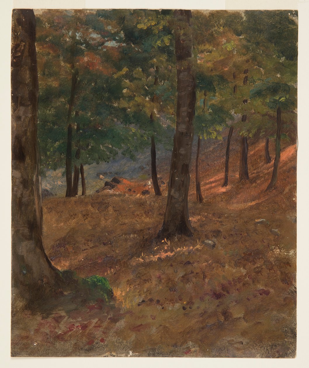 Disegno, scena di bosco, 1870-80 da Frederic Edwin Church
