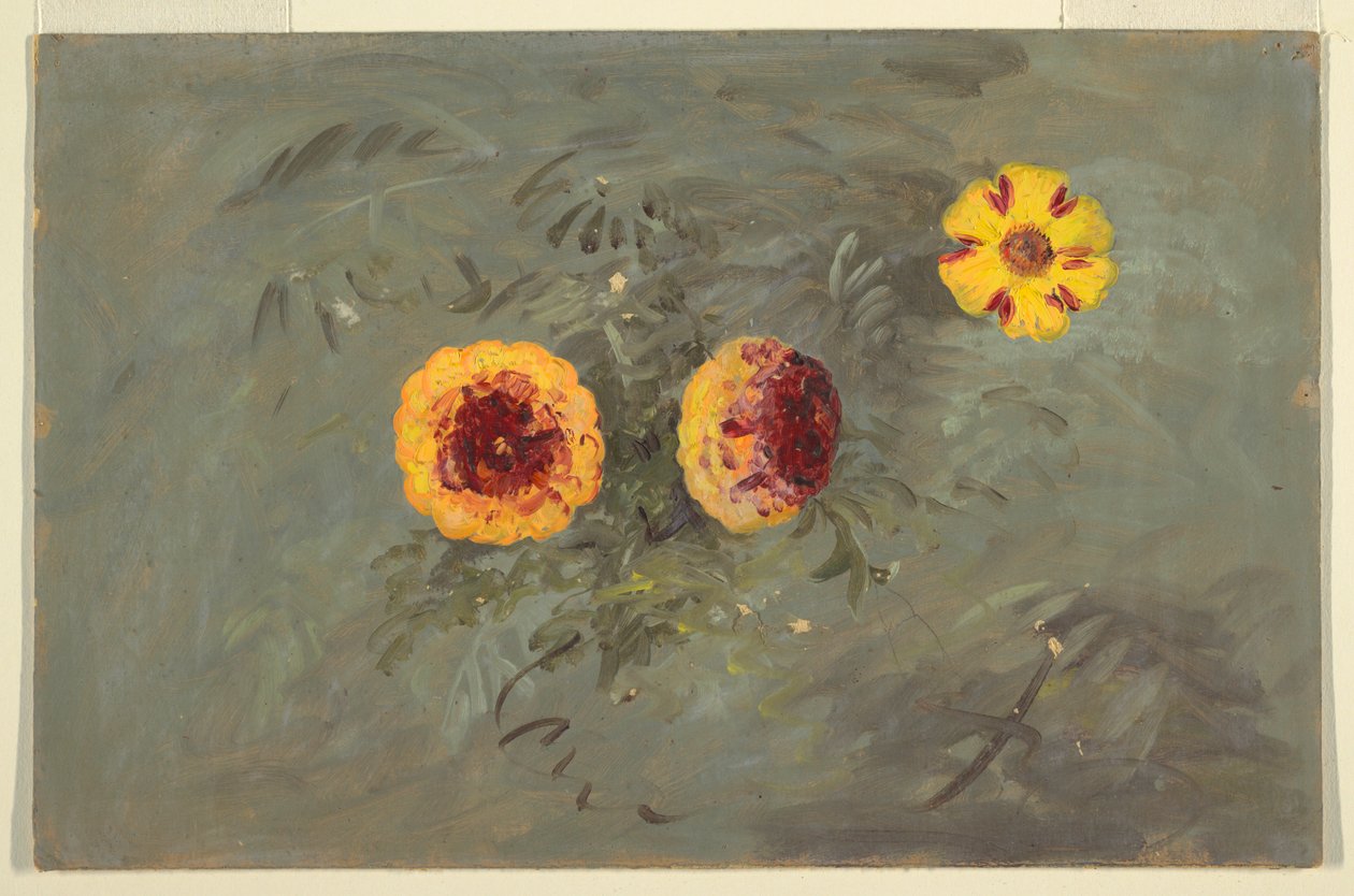 Disegno, Zinnie, 1860-70 da Frederic Edwin Church