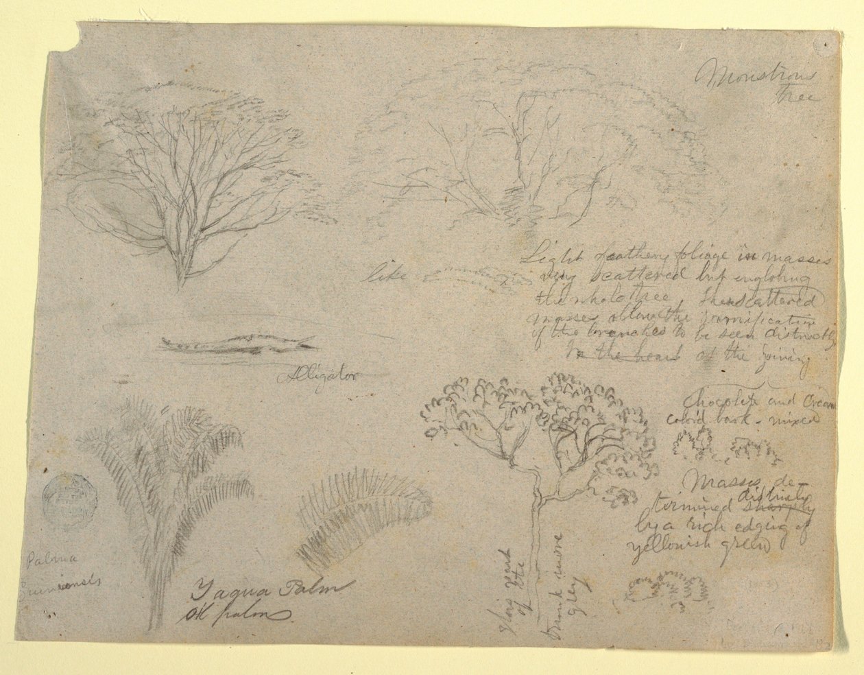Serie di studi botanici tra cui un alligatore e un albero mostruoso, visti dal Rio Magdalena, Colombia da Frederic Edwin Church