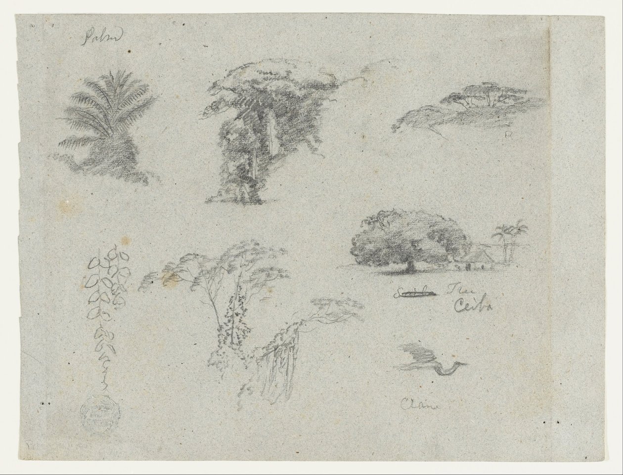 Schizzi dal Sud America.  Schizzi botanici.   Gru in volo. da Frederic Edwin Church