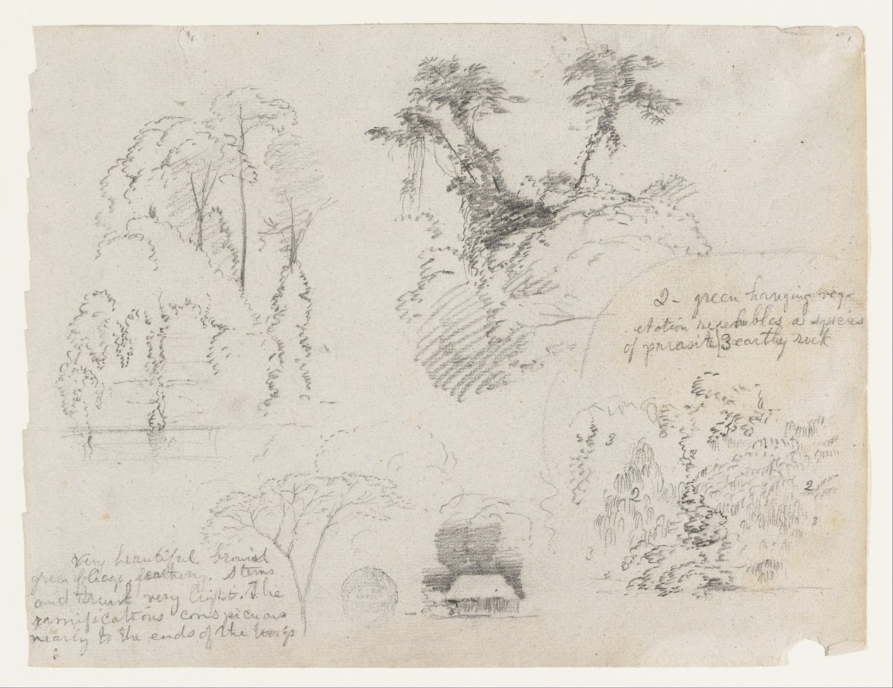 Schizzi dal Sud America, probabilmente dalla Colombia.  Schizzi botanici.  Una casa. da Frederic Edwin Church