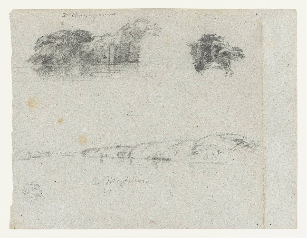 Schizzi di alberi, viti e una riva del Rio Magdalena, Colombia da Frederic Edwin Church