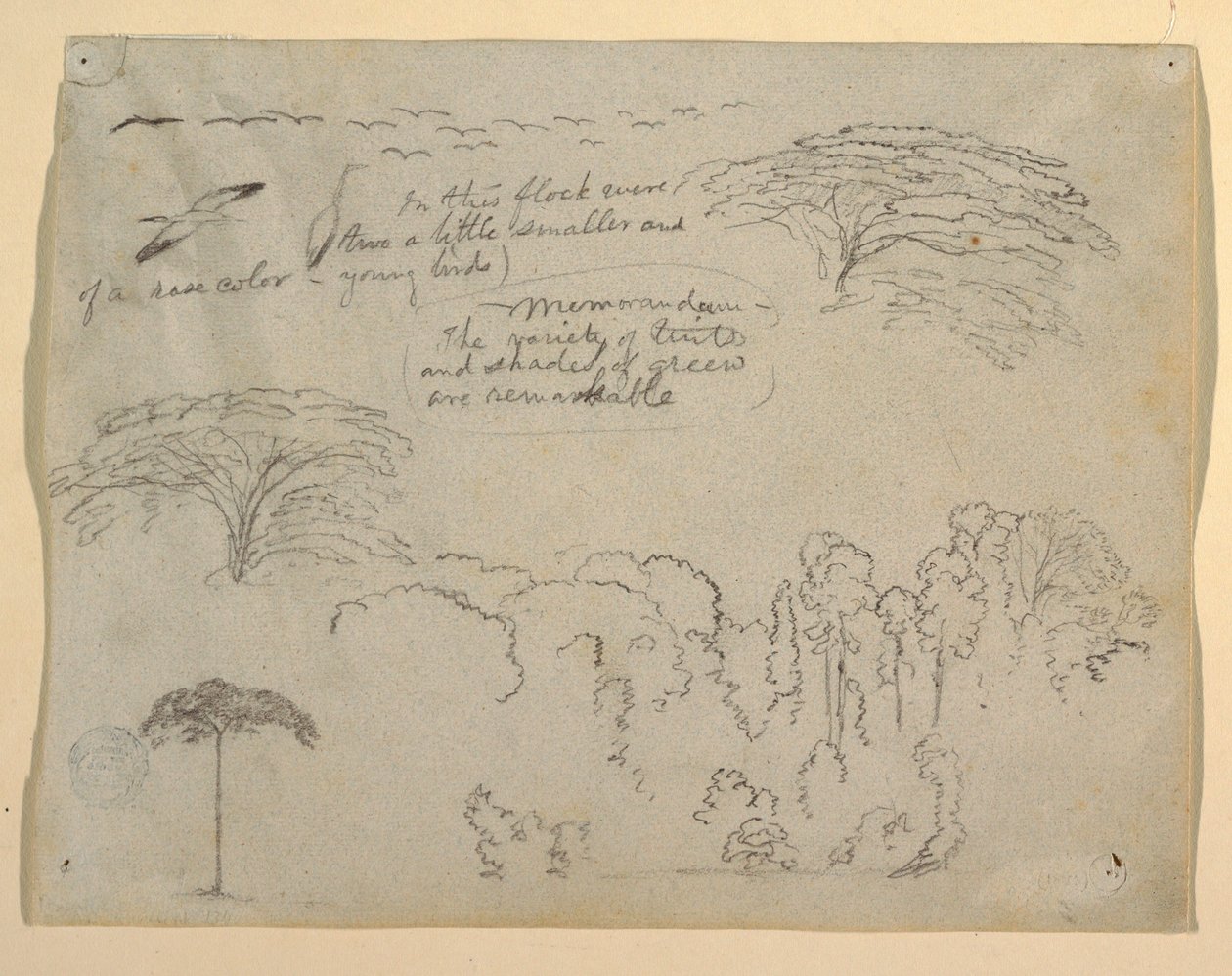Studi di Uccelli e Alberi visti dal Rio Magdalena, Colombia da Frederic Edwin Church