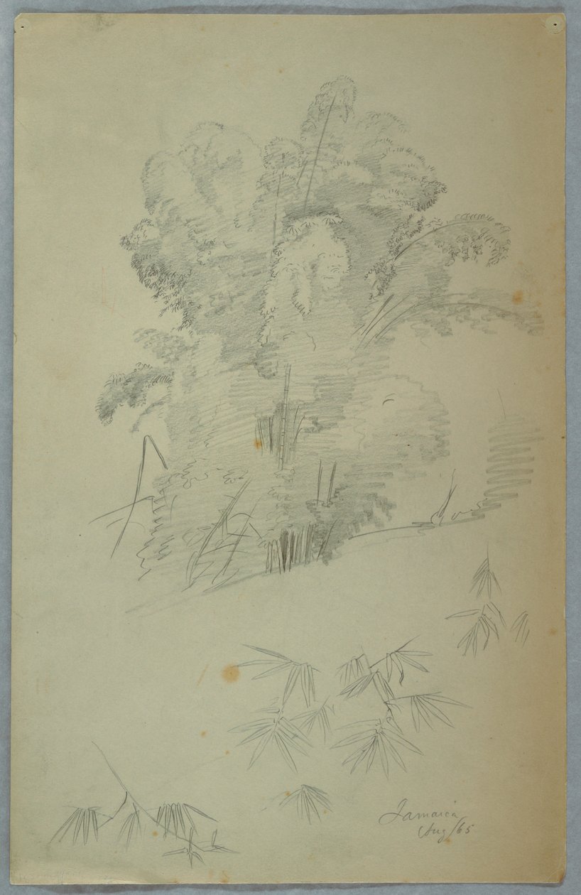 Studi di Alberi e Rami, Giamaica da Frederic Edwin Church