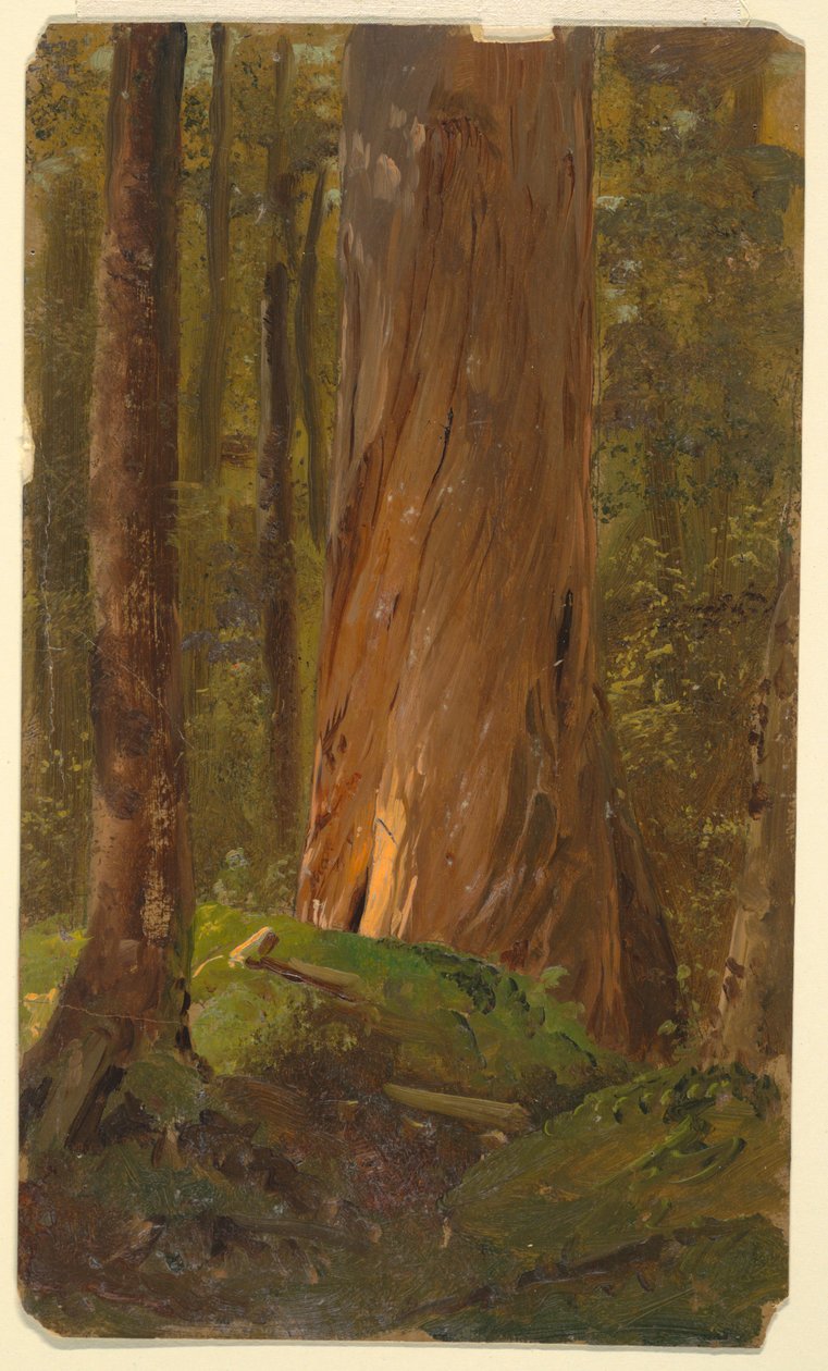 Studio nei Boschi del Maine da Frederic Edwin Church